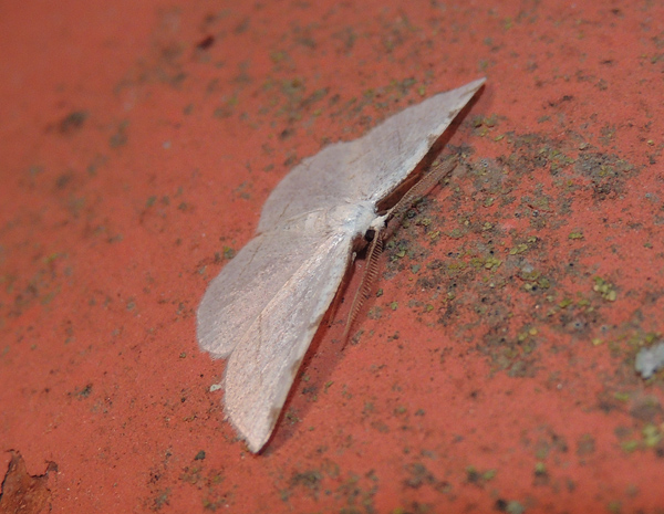 Stegania trimaculata Geometridae